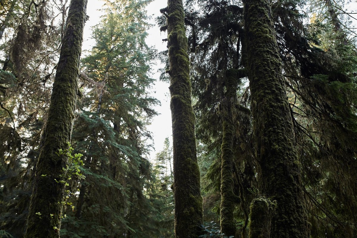 Ancient Giants