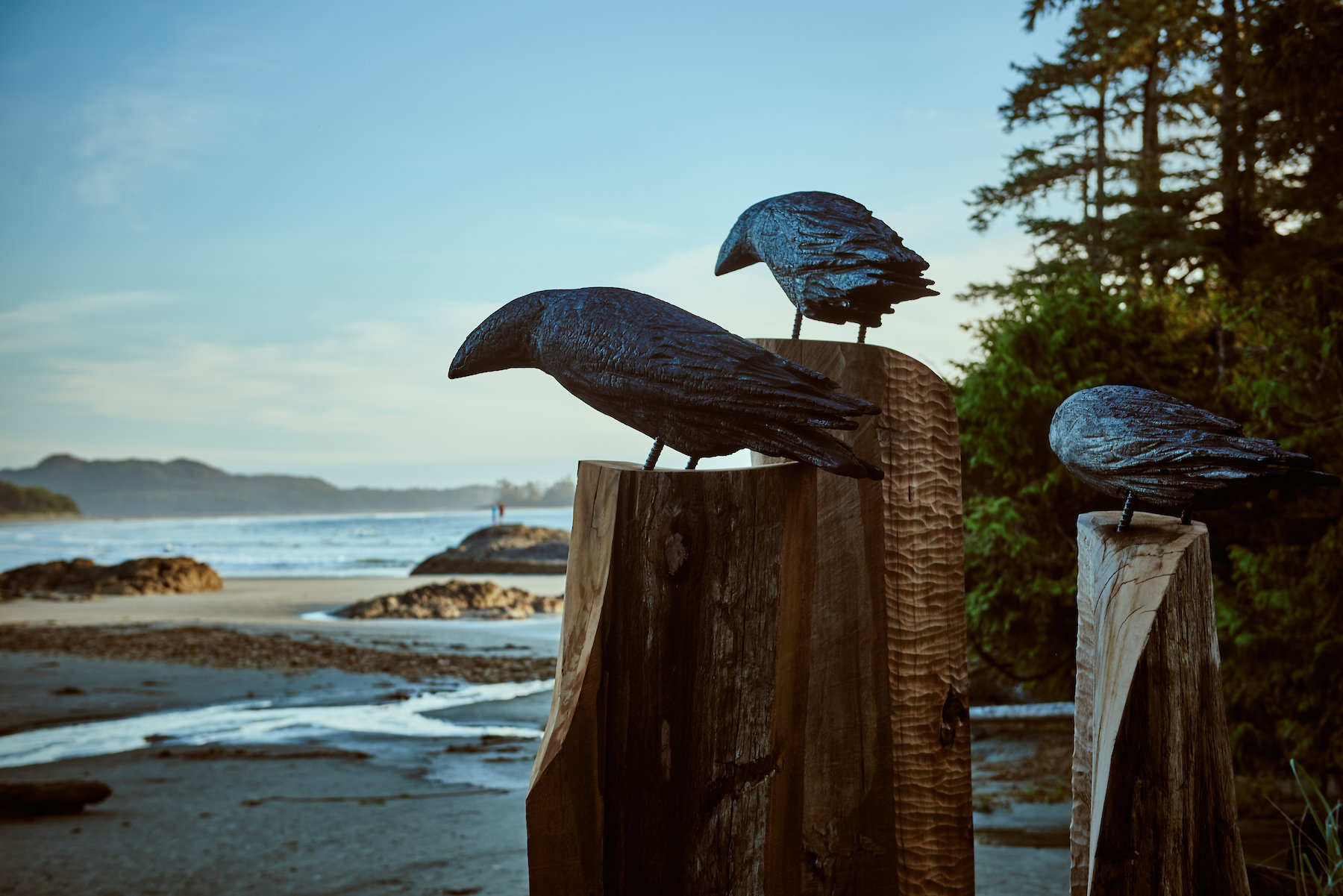 Chesterman Beach Ravens