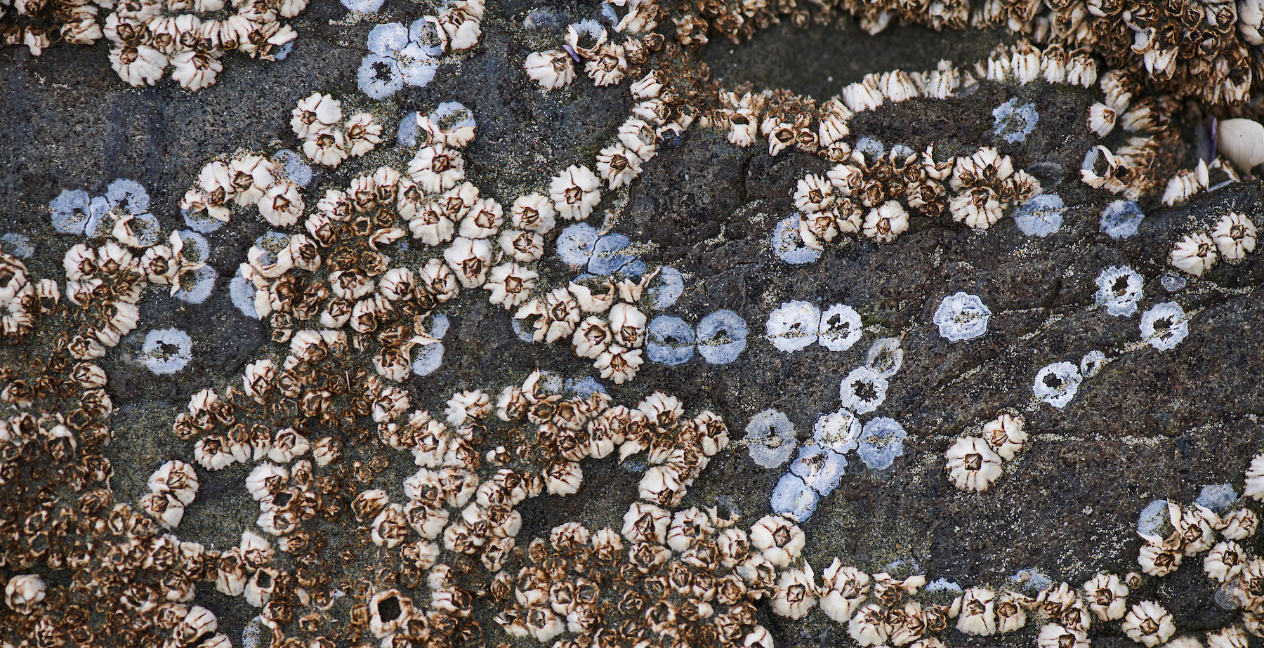 Barnacles on Chesterman Beach