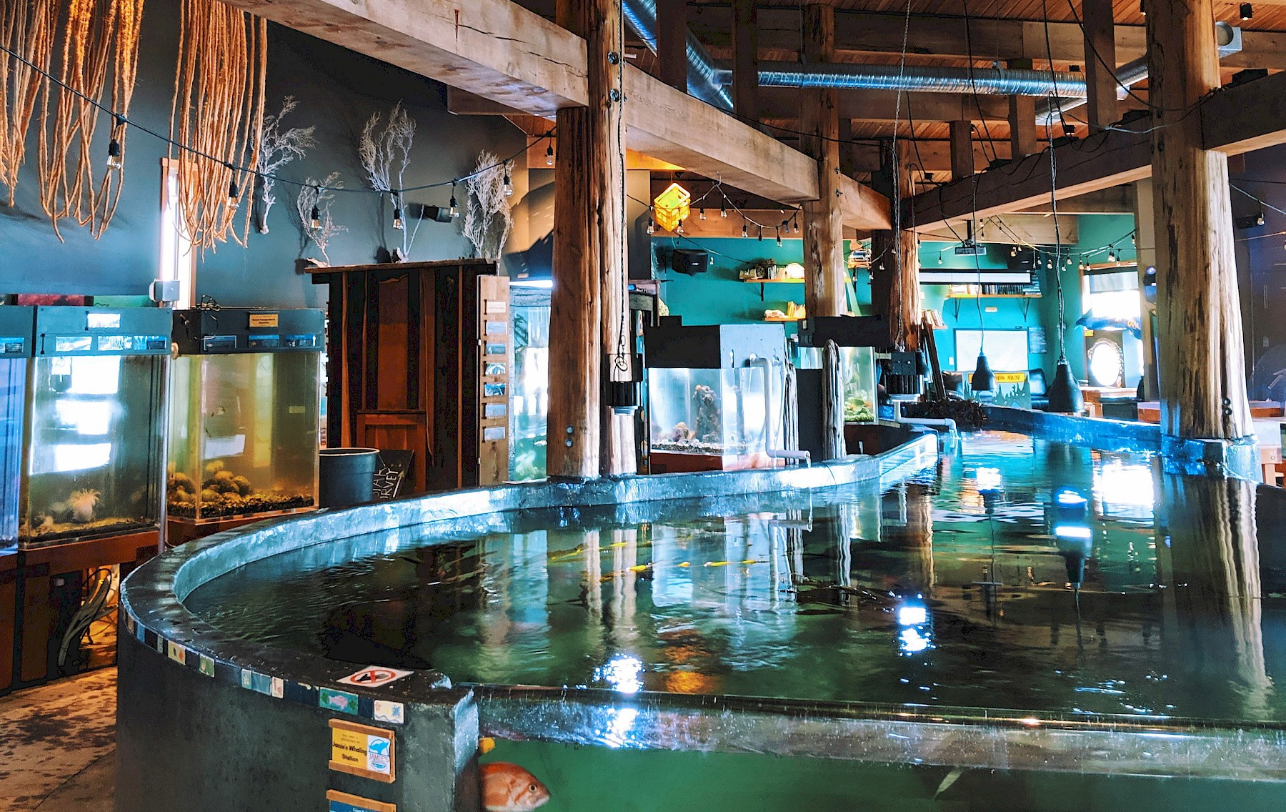 Ukee Aquarium - Caitlin Ronda