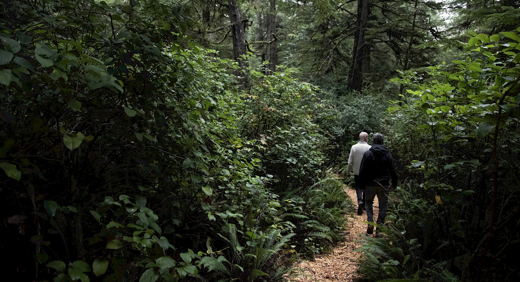 Rainforest Trail