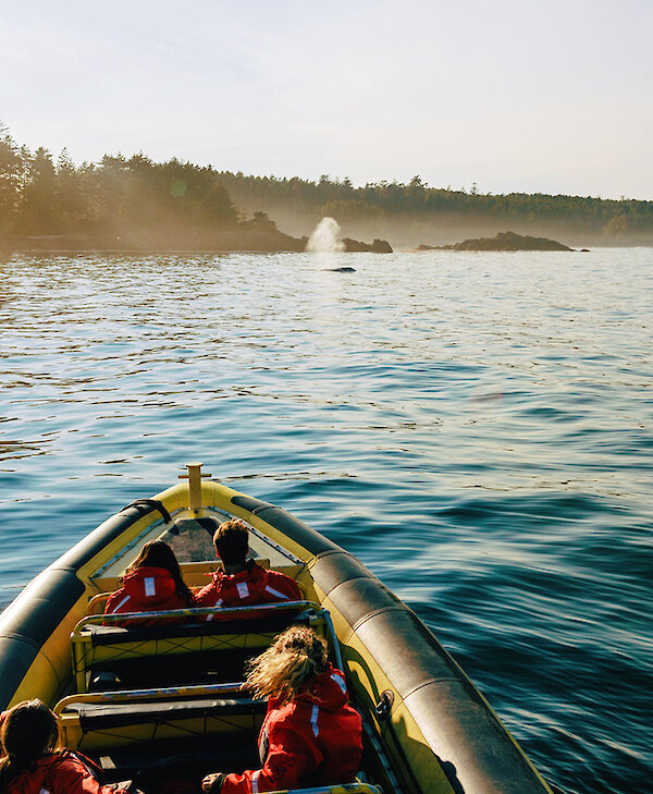 Whale Watching by Destination BC & Jordan Dyck
