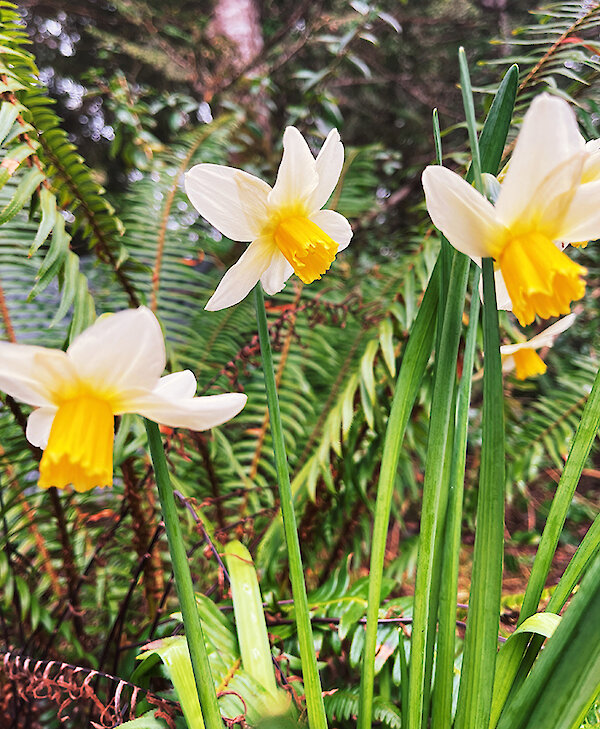 Daffodil Blooms by Caitlin Ronda