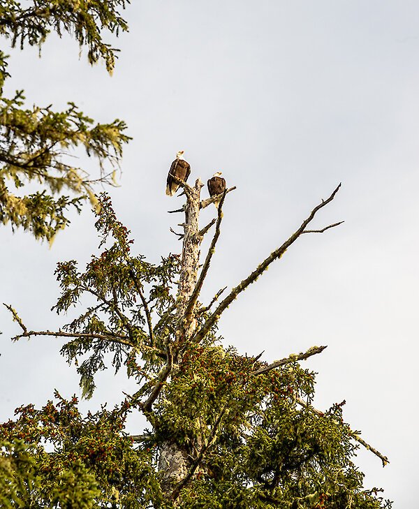 Eagles Perched by Caitlin Ronda