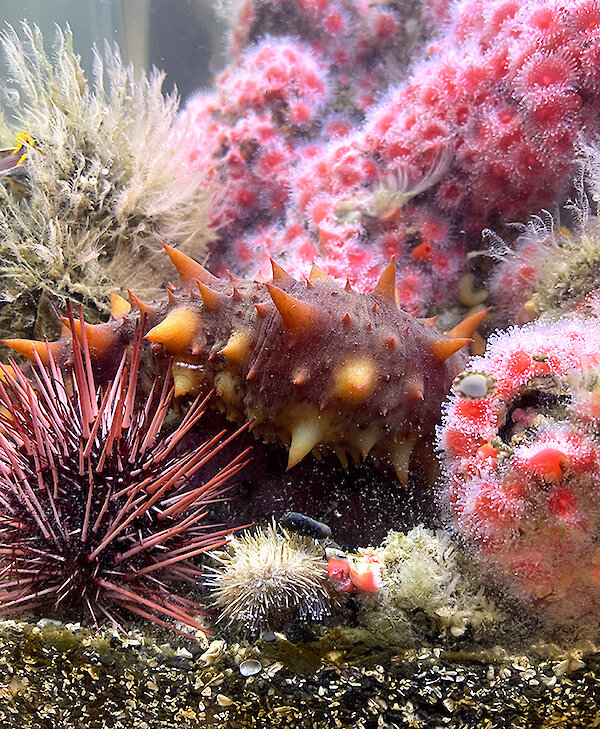 Ucluelet Aquarium by Caitlin Ronda