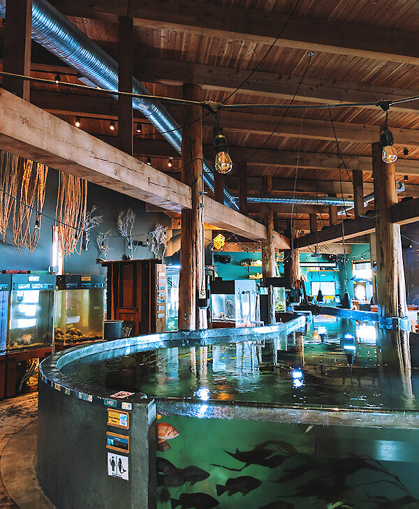 Ucluelet Aquarium by Caitlin Ronda