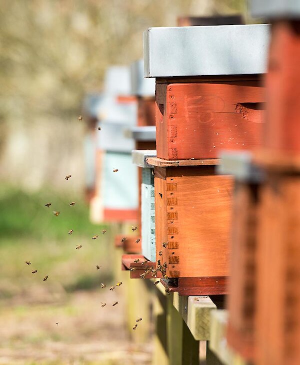 On Site Beehives
