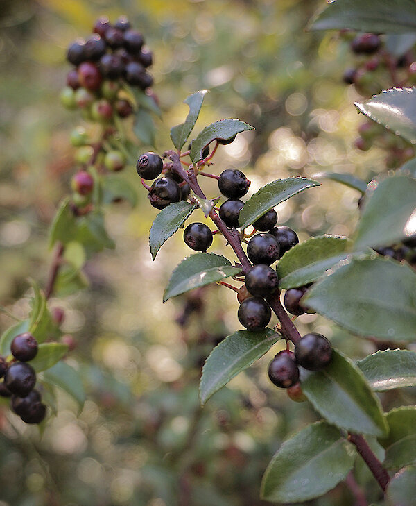 Cynamoka Berries by Izabela Elias