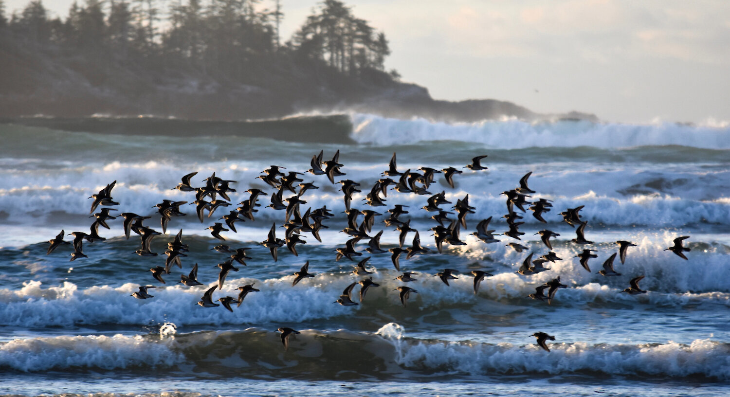 Shorebirds in Tofino by Kaylyn Kwasnecha