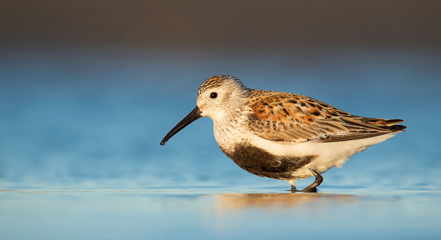 Dunlin Shorebird by Jess Findlay