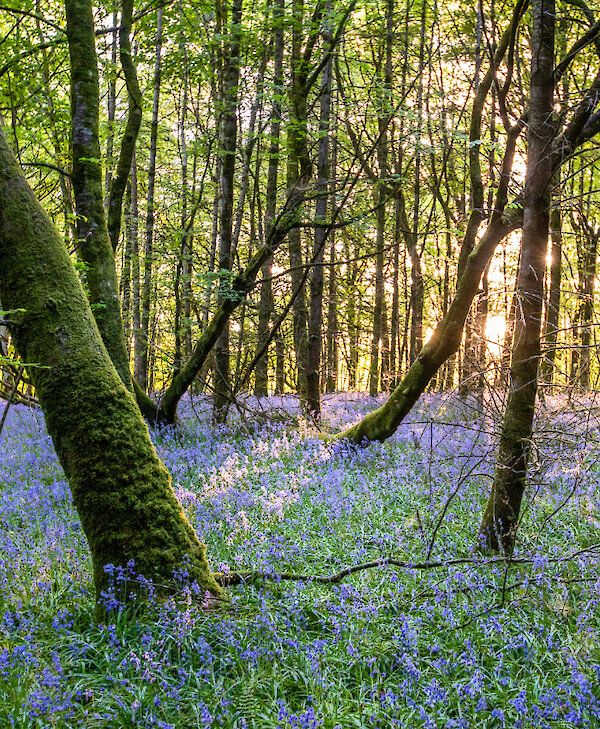 Ballyfin Demesne Woodlands