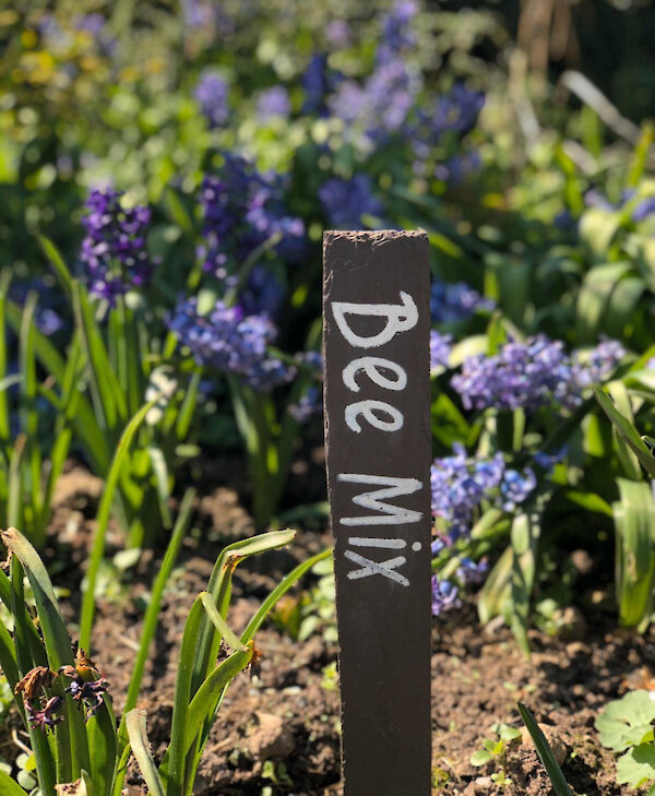 Ballyfin Demesne Garden Bee Mix