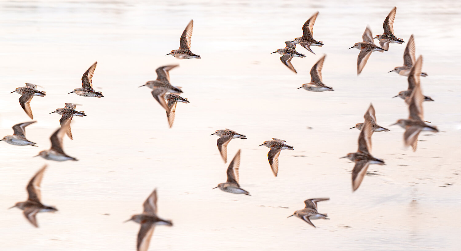 Shorebirds in Flight by Caitlin Ronda